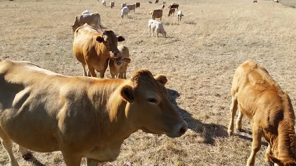 CFEA - Centro de Formación y Experimentación Agraria de Monforte de Lemos - Centro de formación en Monforte de Lemos